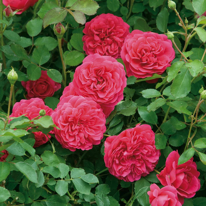 Sir John Betjeman David Austin Fragrant Rose 6 Litre