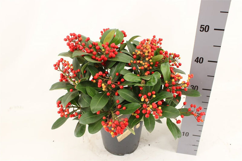 Skimmia jap. 'Beautiful' C3 10+ clusters