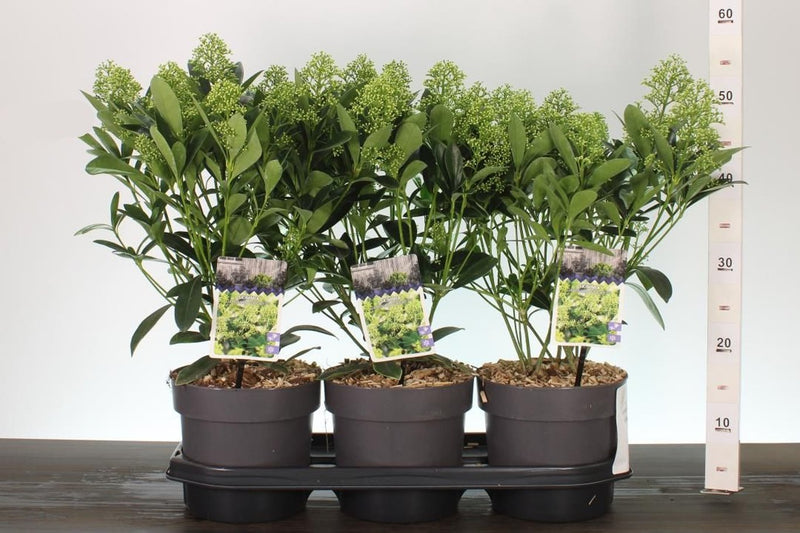 Skimmia jap. 'Finchy' P13 8-10 flowers