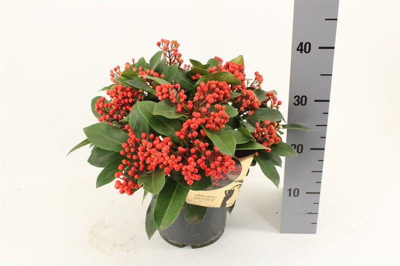 Skimmia jap. 'Lipstick' C3 15+ clusters