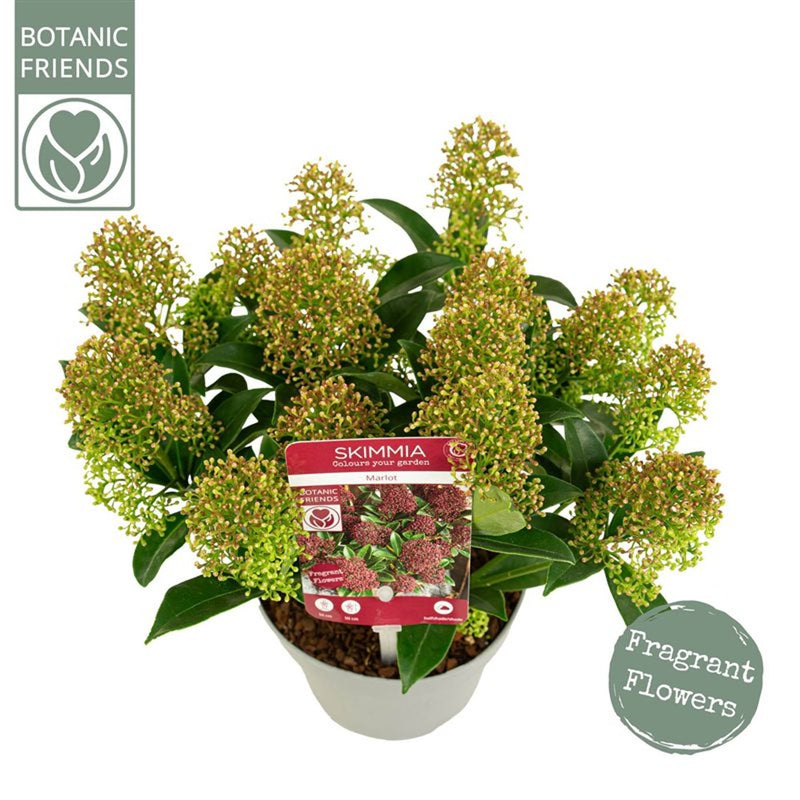 Skimmia jap. 'Marlot' P13 10+ flowers