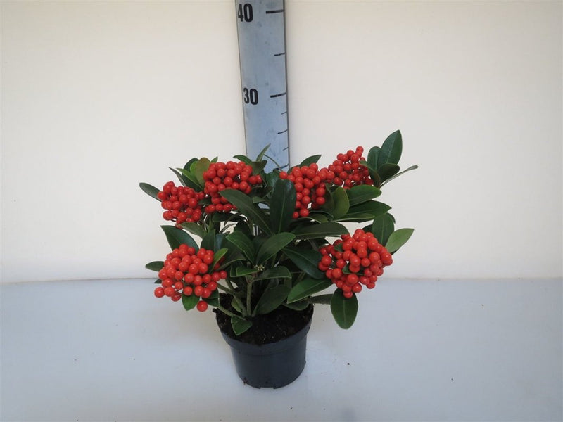 Skimmia jap. 'O' Berries' red P12 4+ clusters