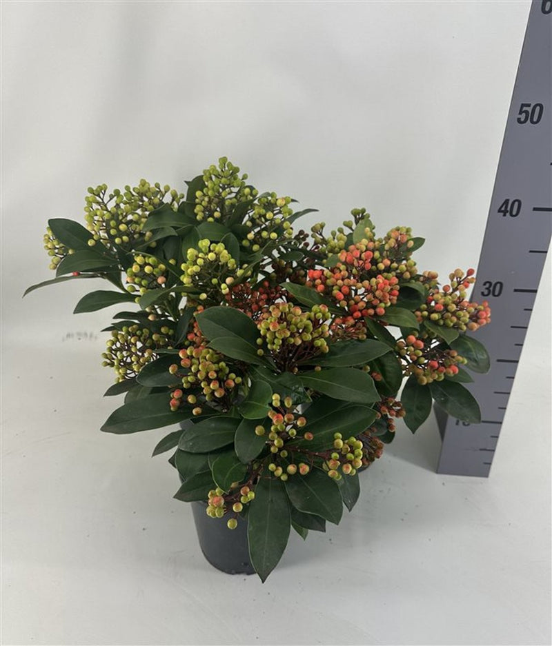 Skimmia mix berried C1.5 10+ clusters