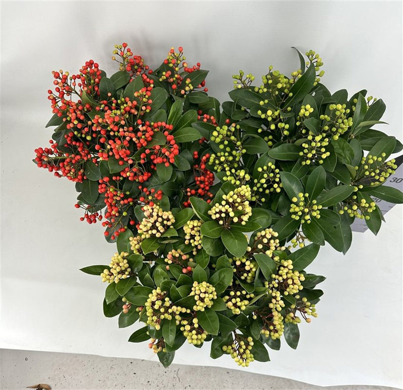 Skimmia mix berried C3 10+ clusters