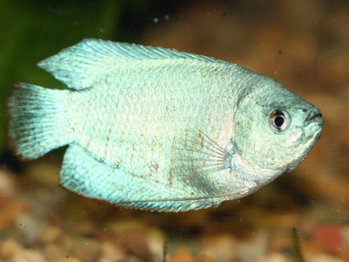 Sky Blue Male Dwarf Gourami