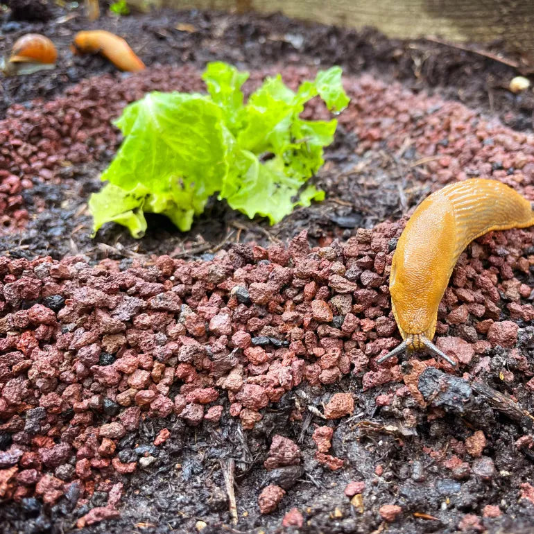 SlugClear Organic Slug Barrier 2.5kg