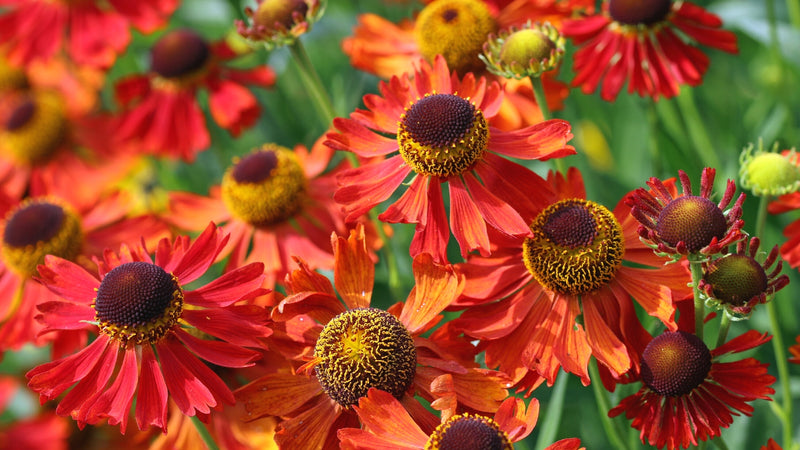 Helenium 'Mardi Gras'  (2 Litre)