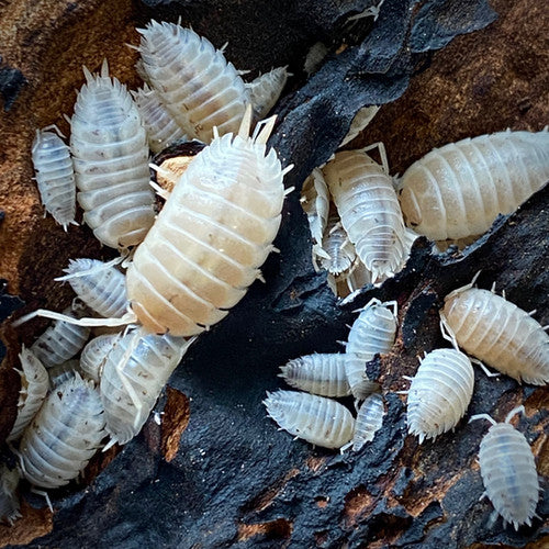 Snow White Isopod 10 Pack
