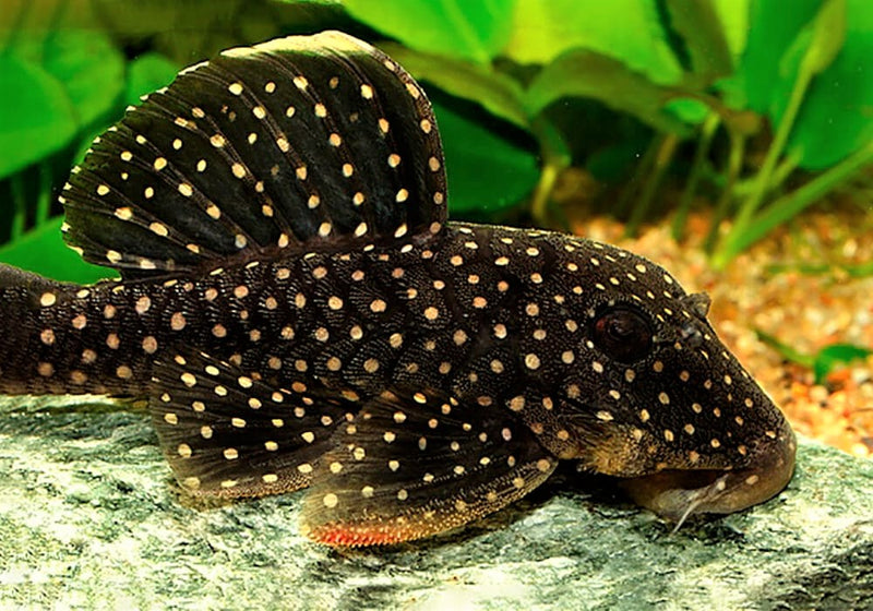 Snowball Pleco 2-3"