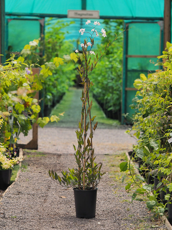 White Potato Vine | Solanum laxum 'Album' (3 Litre)