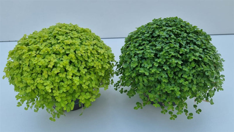 Soleirolia soleirolii mix / P13