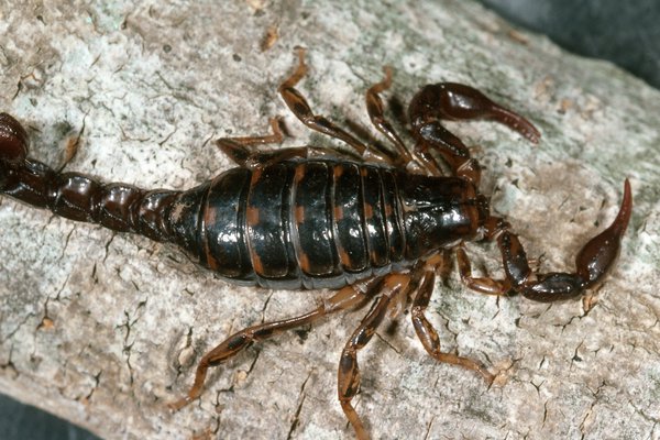 Wood Scorpion (Euscorpius italicus)