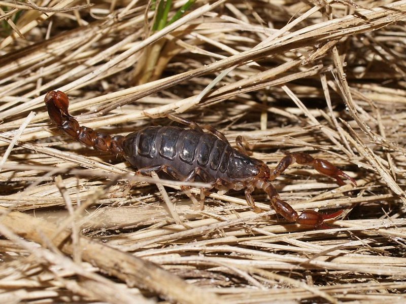 Wood Scorpion (Euscorpius italicus)