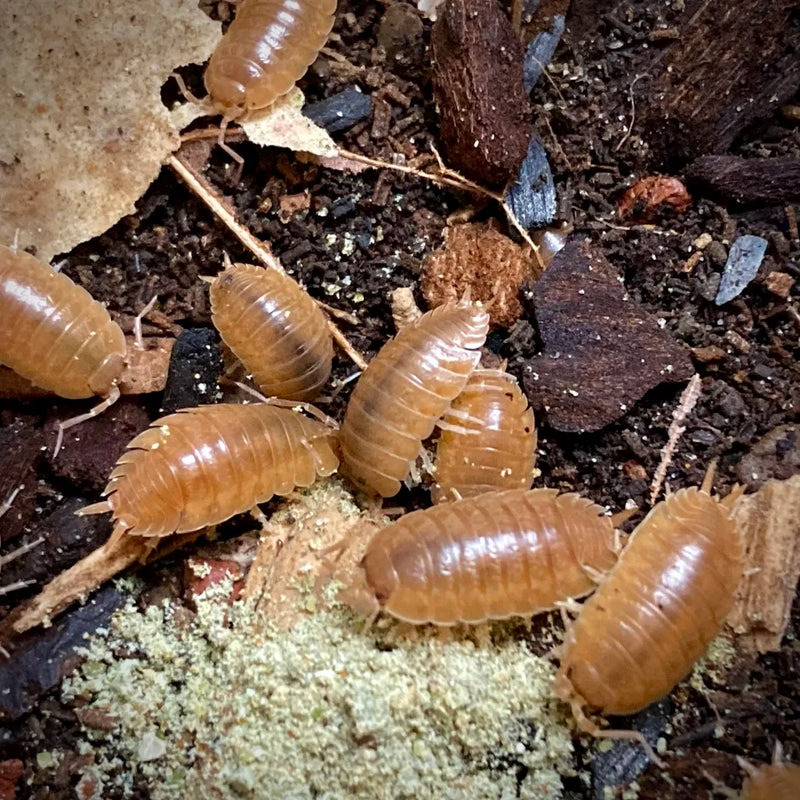 Spanish (Giant) Orange Isopod 10 Pack