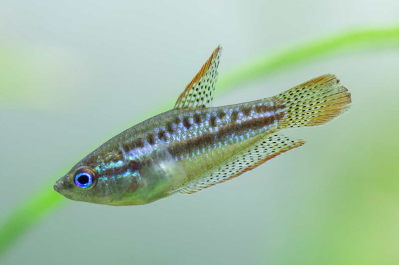 Sparkling Gourami | Trichopsis pumila