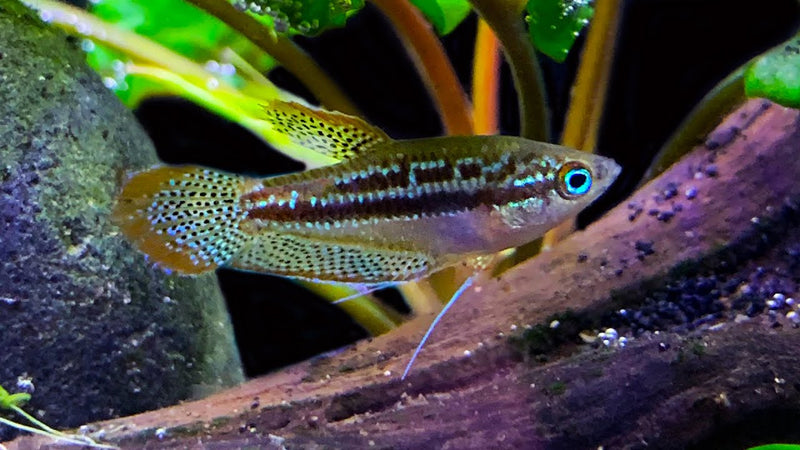 Sparkling Gourami | Trichopsis pumila
