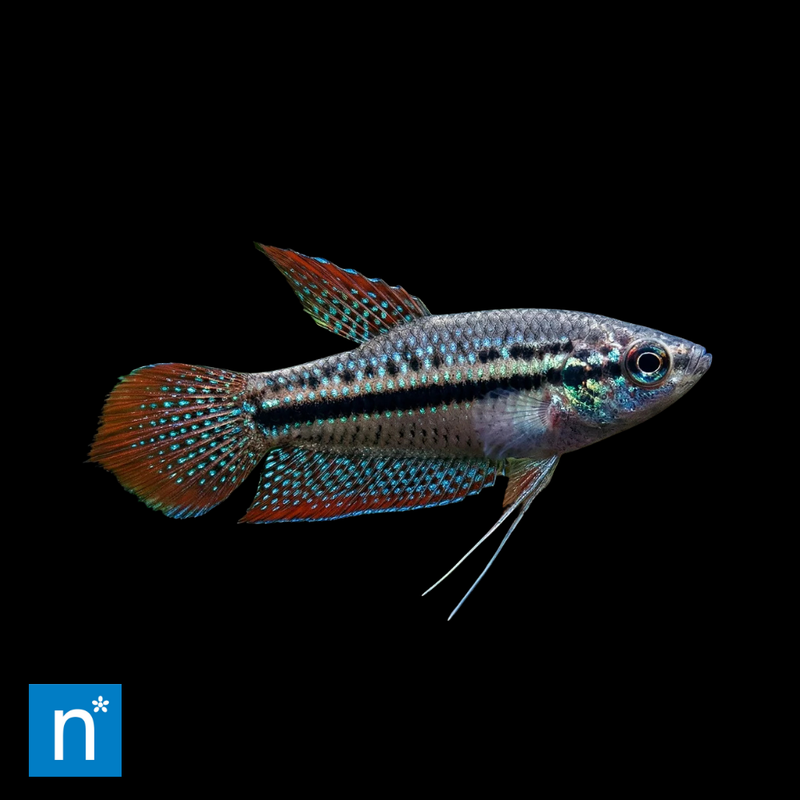 Sparkling Gourami | Trichopsis pumila