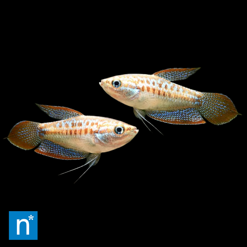 Sparkling Gourami | Trichopsis pumila