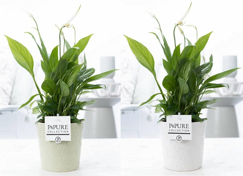 Spathiphyllum 'Pure' collection in 12 cm ceramic 'Juliette' Pot