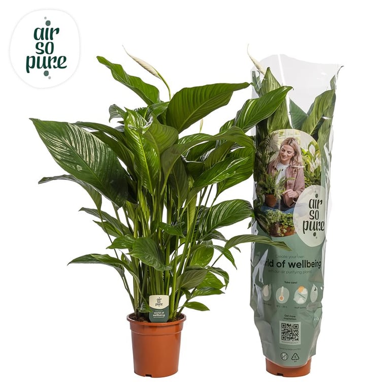 Spathiphyllum 'Sweet Lauretta' Air So Pure P21
