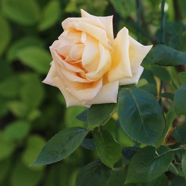 Special Day Floribunda Rose 3.5 Litre