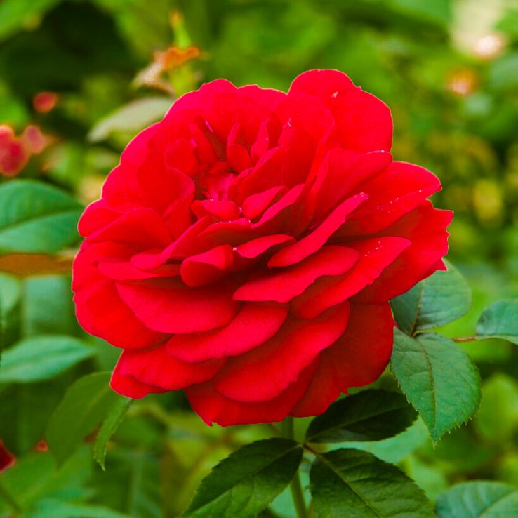 Special Wishes Patio Rose 3.5 Litre