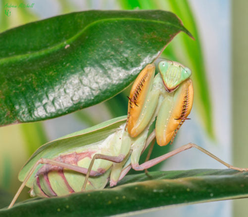 African Praying Mantis | Sphodromantis lineola