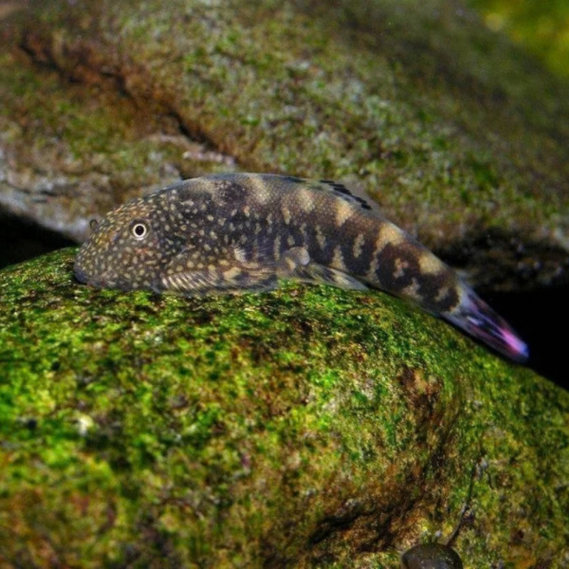 Spiny-Headed Hillstream Loach | Gastromyzon sp.