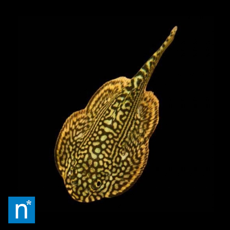 Spiny-Headed Hillstream Loach | Gastromyzon sp.