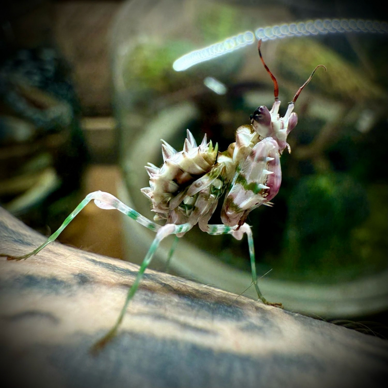 Spiny Flower Mantis | Pseudocreobotra wahlbergii