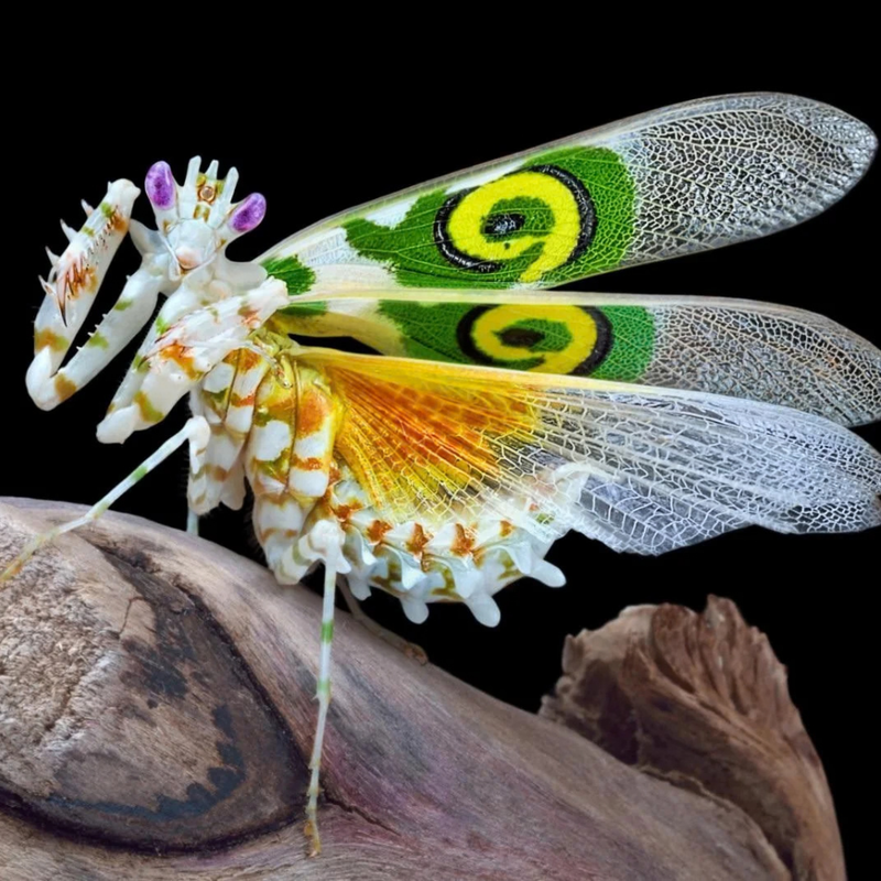 Spiny Flower Mantis | Pseudocreobotra wahlbergii