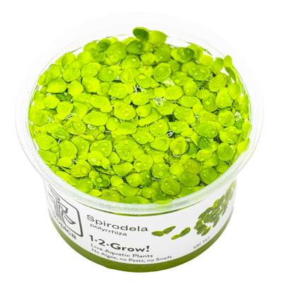 Spirodela Polyrrhiza 1-2 Grow