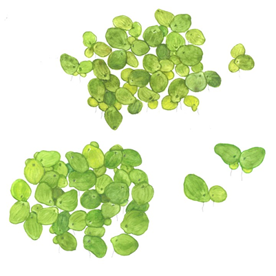 Spirodela Polyrrhiza 1-2 Grow