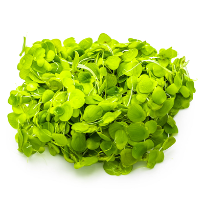 Spirodela Polyrrhiza 1-2 Grow