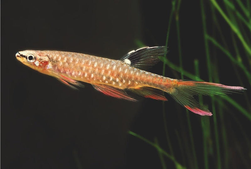 Splash Tetra