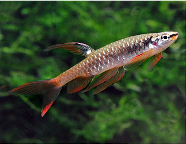 Splash Tetra
