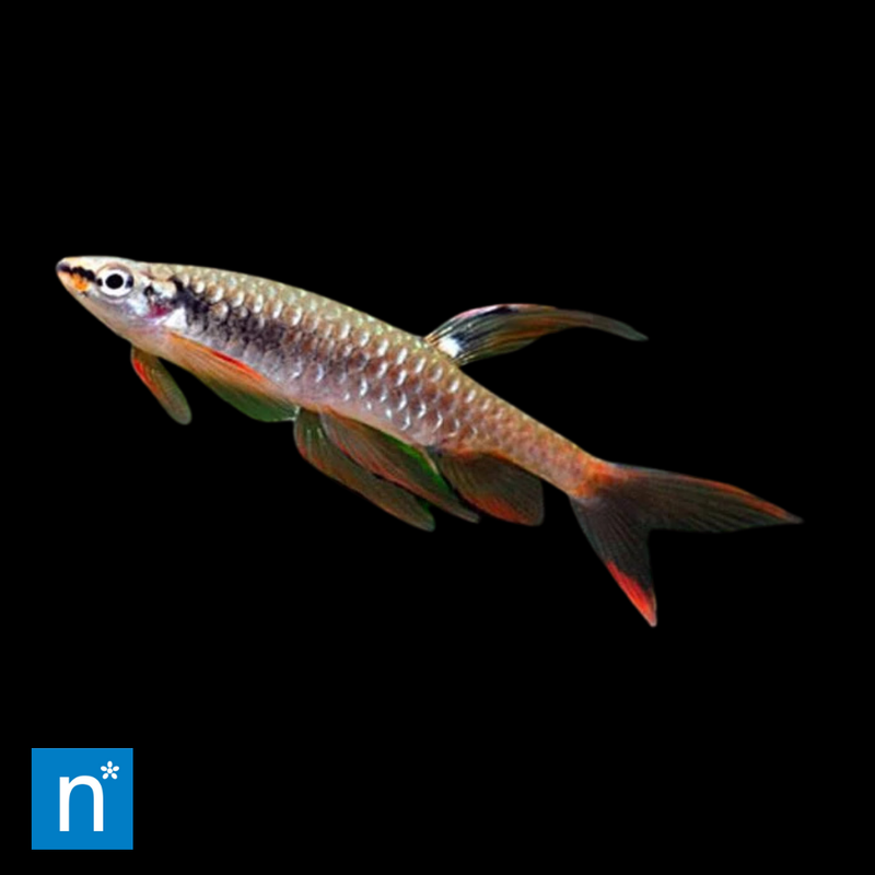 Splash Tetra | Copella arnoldi