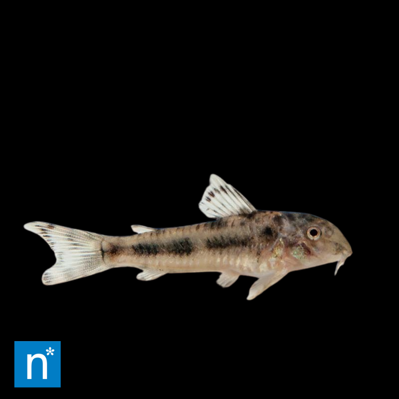 Spotted Aspidoras | Aspidoras spilotus