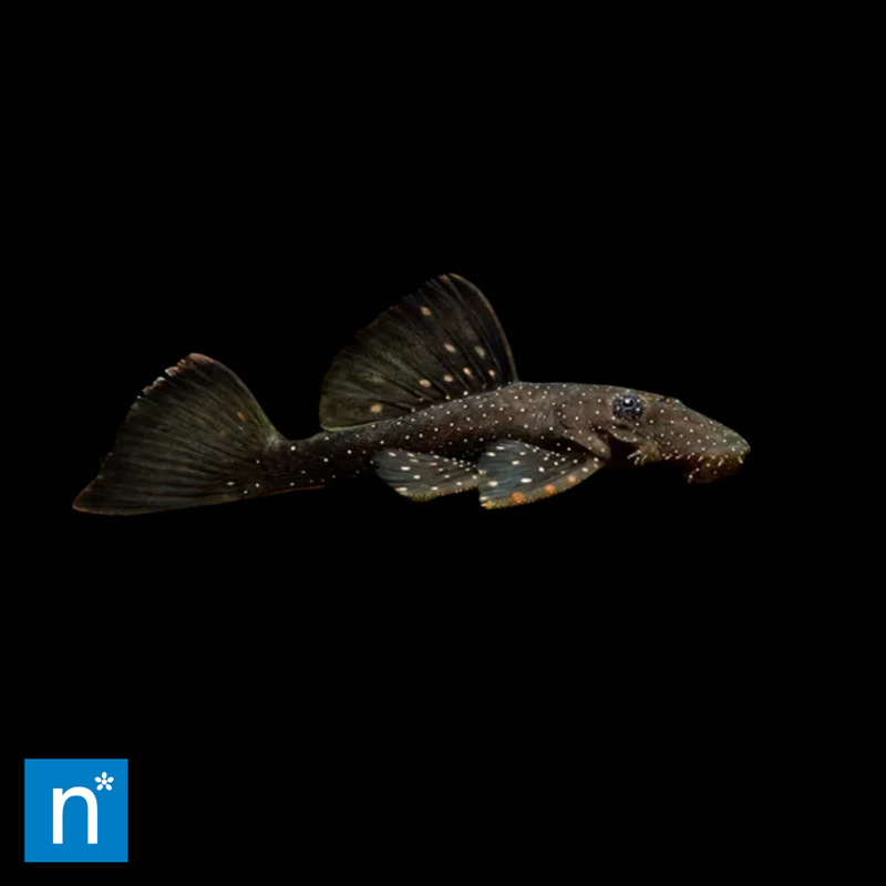 Spotted Bristlenose _ Ancistrus hoplogenys