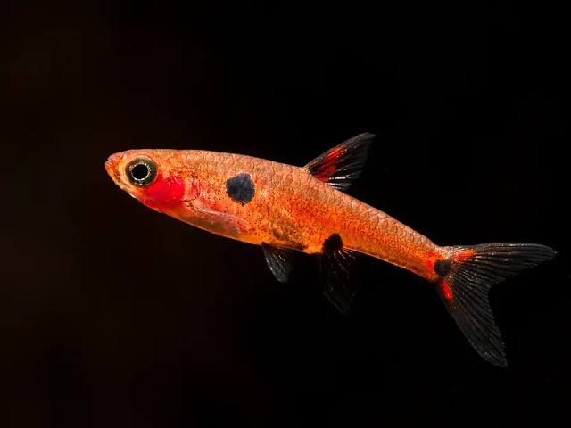 Spotted Dwarf Rasbora M