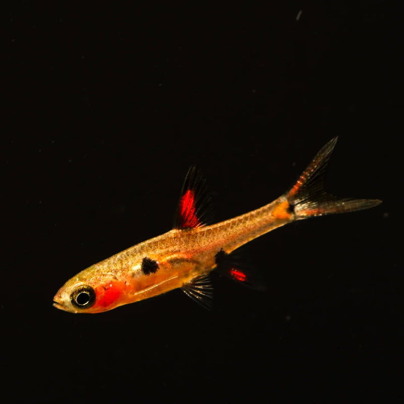 Spotted Dwarf Rasbora M