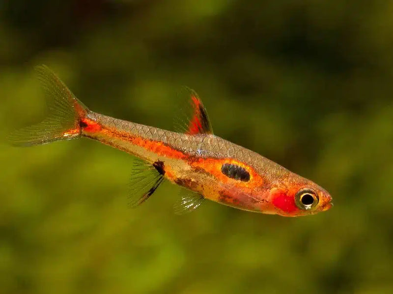 Spotted Dwarf Rasbora M