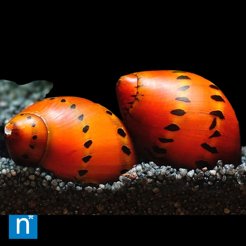Spotted Nerite Snail | Neritina sp.