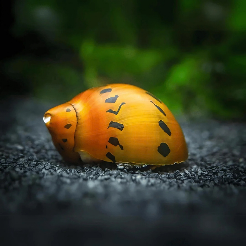 Spotted Nerite Snail | Neritina sp.