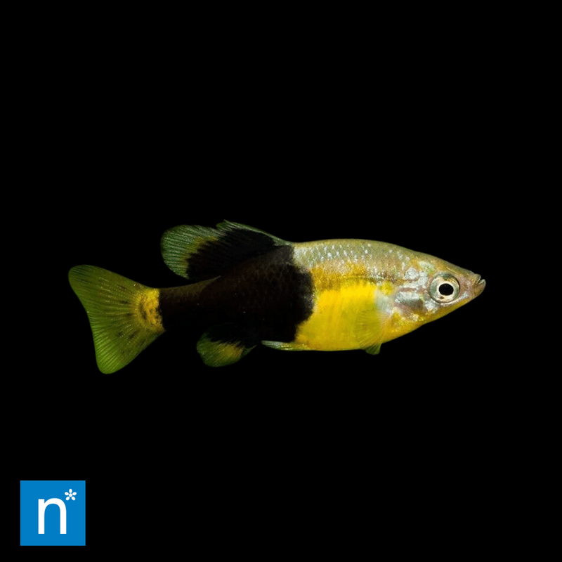 Spotted Skiffia | Skiffia multipunctata