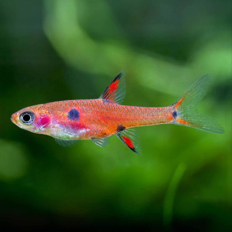 Spotted Dwarf Rasbora | Boraras sp.