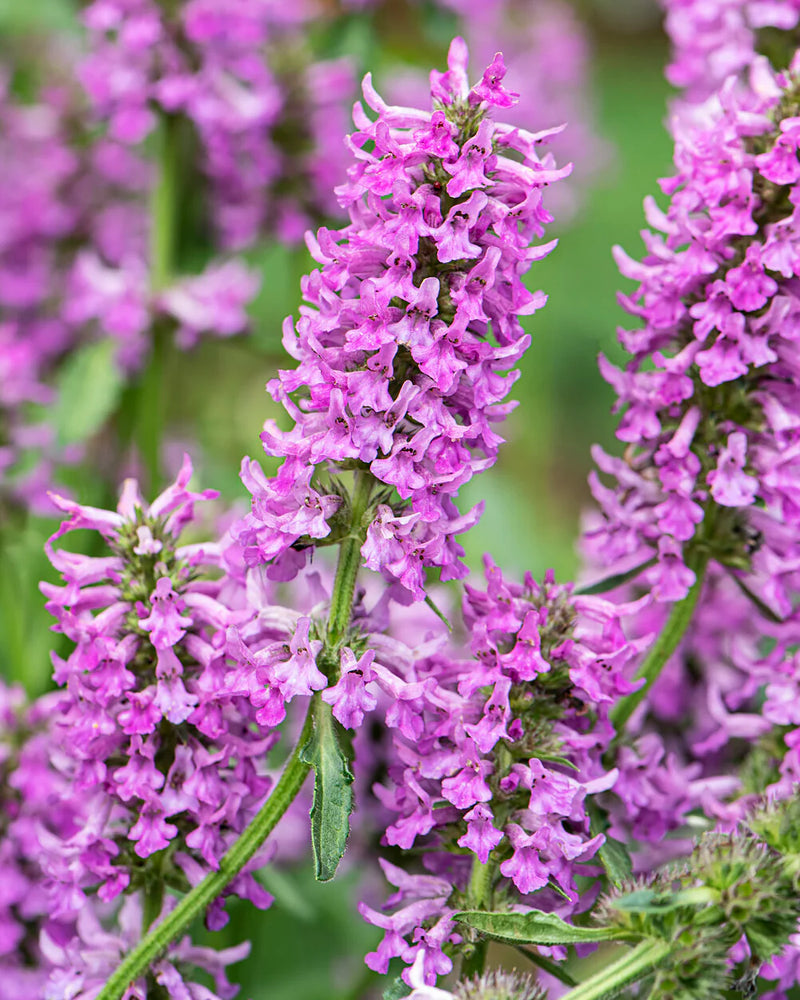 Stachys 'Summer Grapes' 2 Litre