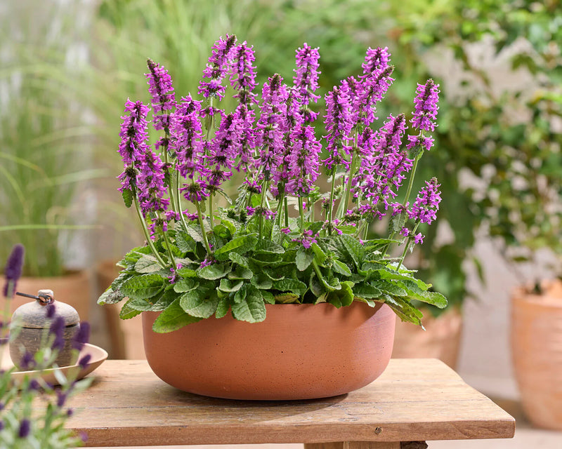 Stachys 'Summer Grapes' 2 Litre