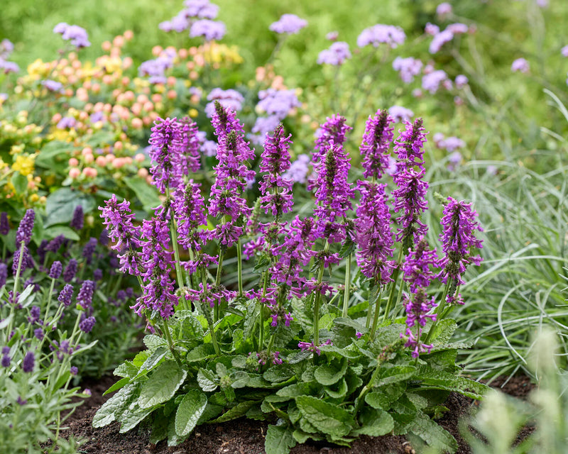 Stachys 'Summer Grapes' 2 Litre