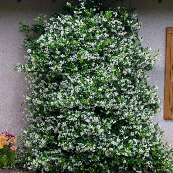 Star Jasmine | Trachelospermum jasminoides (3 Litre)
